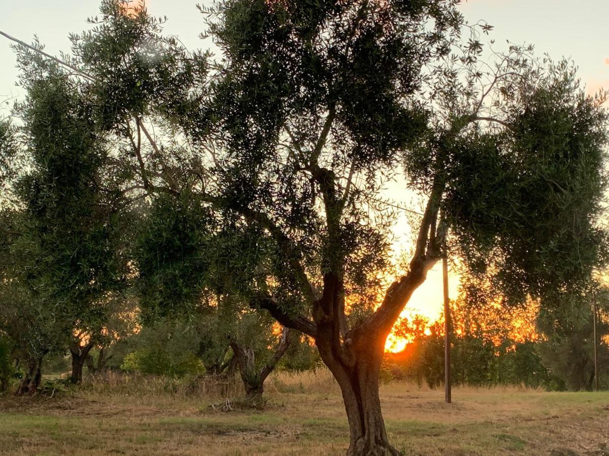 Casale Degli Ulivi Maccarese Villa Le Cerquete Luaran gambar